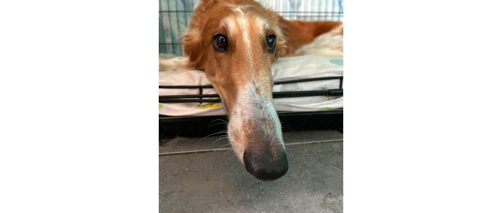 Geld inzamelen | Donaties dierenartskosten Tosca | Doneeractie