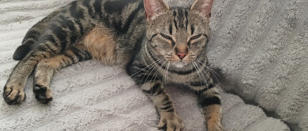 Geld inzamelen | Help mij en mijn 3 katten weer een thuis te vinden | Doneeractie