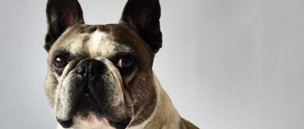 Geld inzamelen | Olaf vermist | Doneeractie