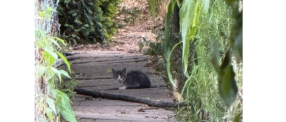 Geld inzamelen | Help de vele zwerfkatten in Reuver | Doneeractie