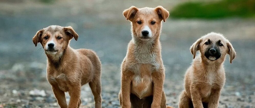 Geld inzamelen | Geef Curaçaose honden een tweede kans | Doneeractie