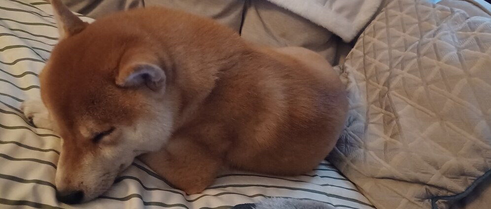 Geld inzamelen | Help Bucky vechten tegen hartworm | Doneeractie