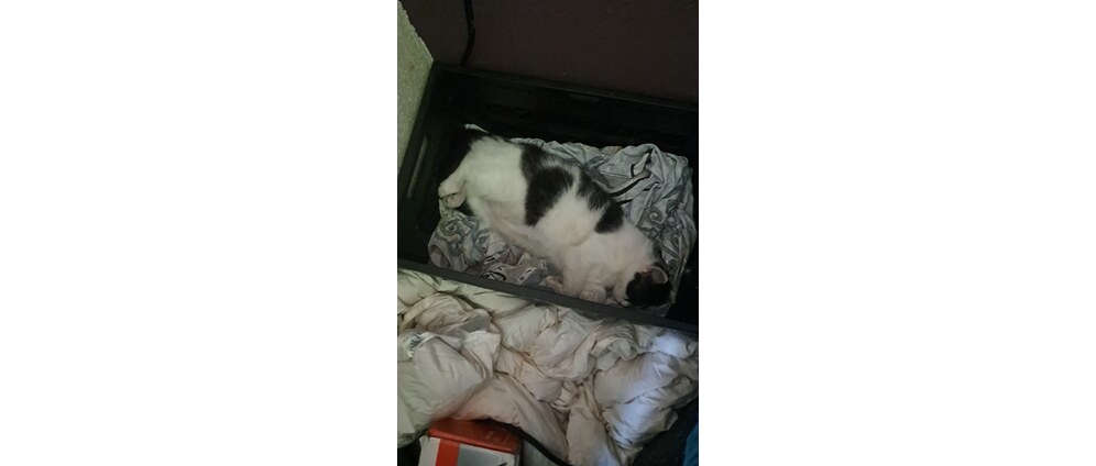 Geld inzamelen | Help me met mijn poes | Doneeractie