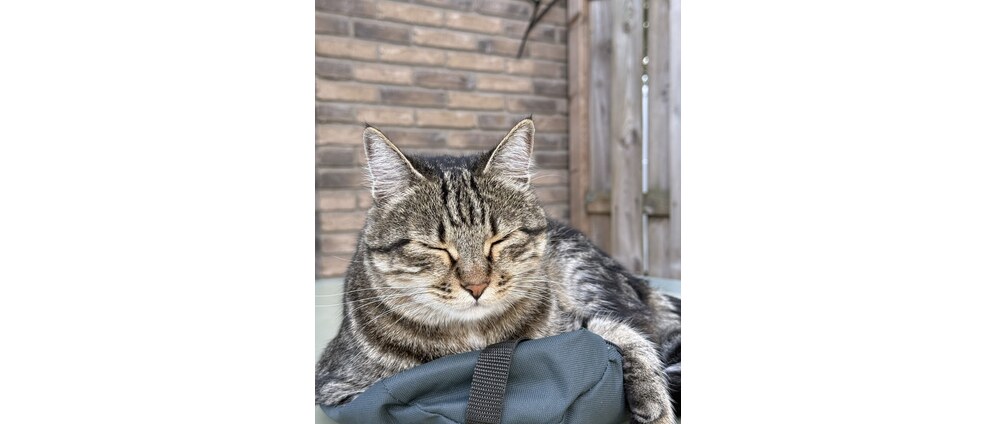 Geld inzamelen | Help ons, onze kat Bugi, om een operatie te krijgen. | Doneeractie