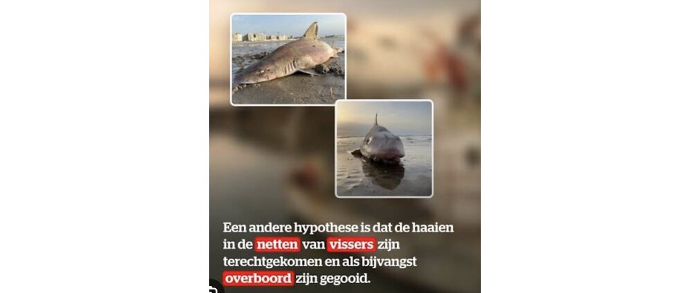 Geld inzamelen | Dieren in nood | Doneeractie