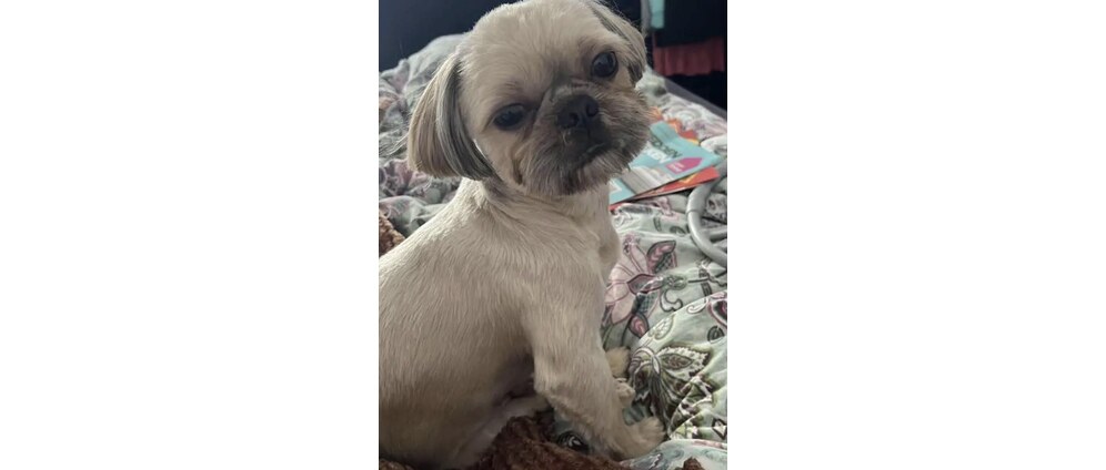 Geld inzamelen | Help deze hond hij mag toch geen pijn lijden | Doneeractie