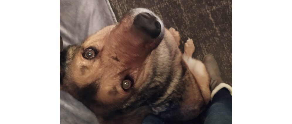 Geld inzamelen | Kauffie de adoptie hond uit Roemenië | Doneeractie