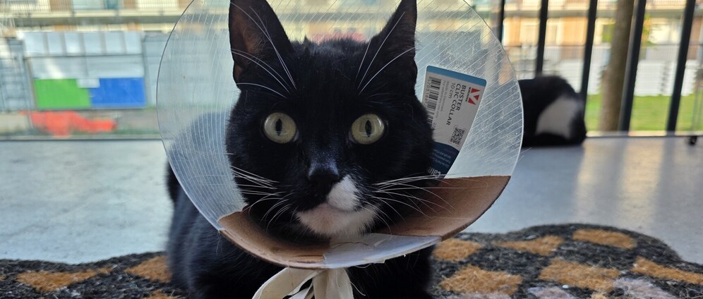 Geld inzamelen | Help eevee naar de dierenarts. | Doneeractie