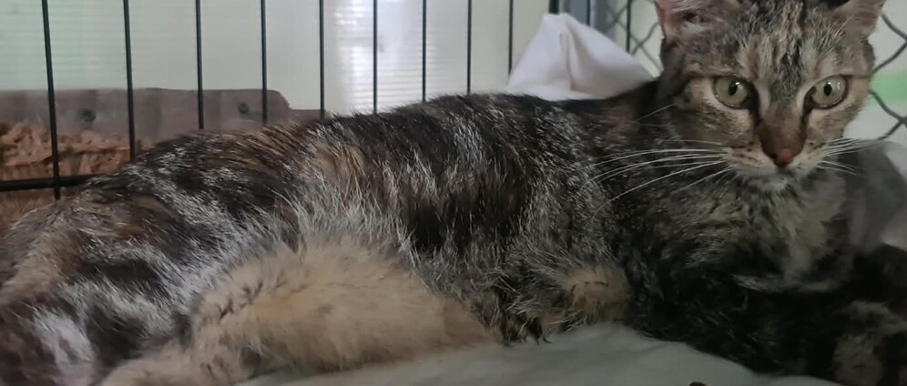 Geld inzamelen | TINTA heeft FIP Feline infektieuse peritonitis en heeft dringend hulp voor medikamenten nodig | Doneeractie