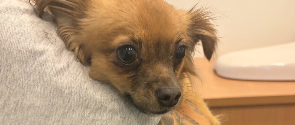 Geld inzamelen | Chihuahua epilepsie hersenvlies ontsteking | Doneeractie
