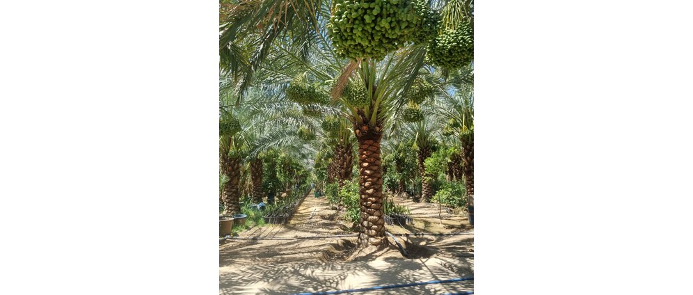Geld inzamelen | Barhiya Farm Dadelpalmen planten in Irak | Doneeractie
