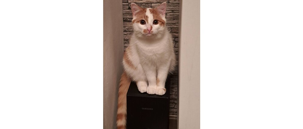 Geld inzamelen | Treatment of Kornel the cat | Doneeractie