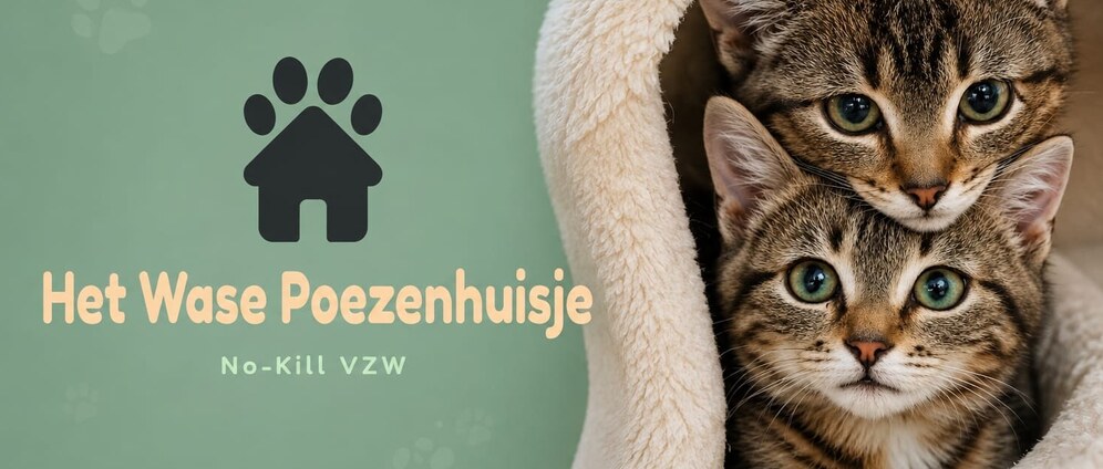 Geld inzamelen | Help ons katjes in nood een tweede kans te geven | Doneeractie