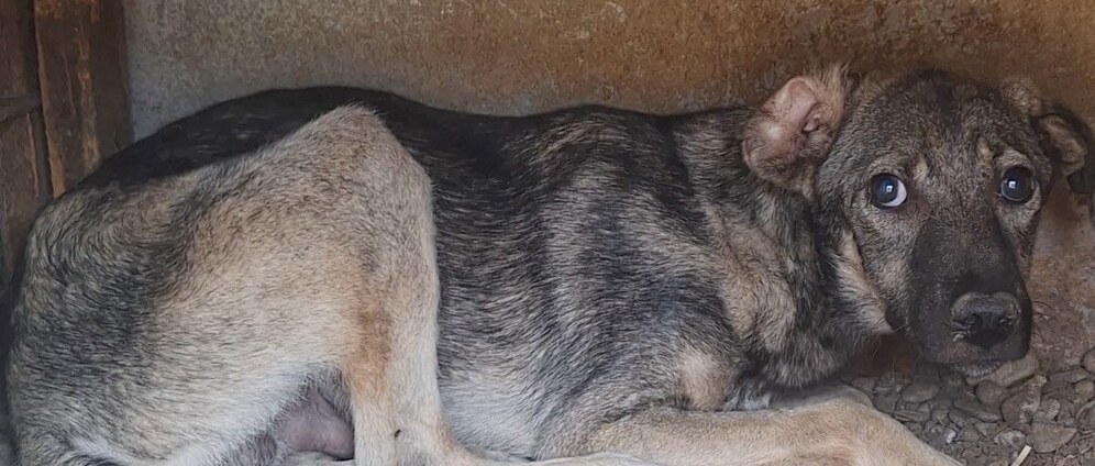 Geld inzamelen | Hulp gevraagd !! . donatie voor honden die het anders niet gaan redden zonder ons , | Doneeractie