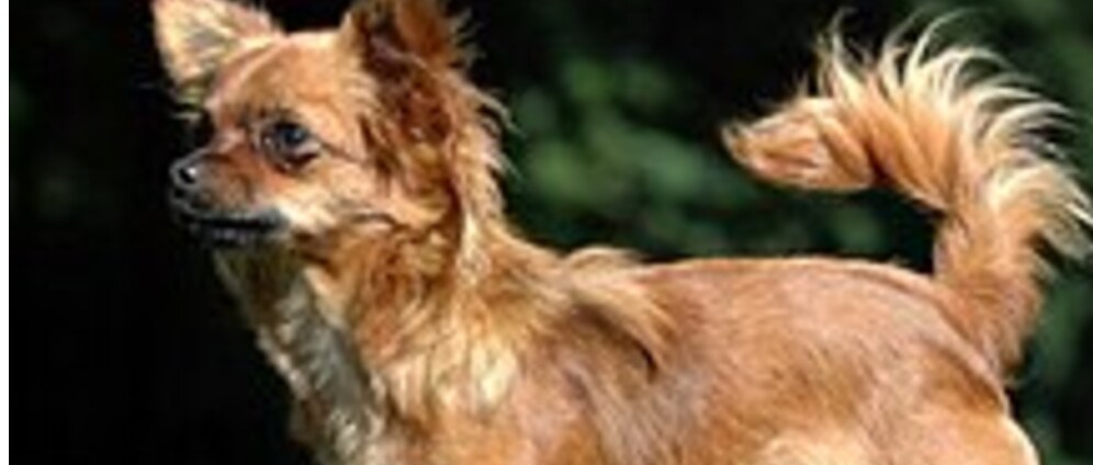 Geld inzamelen | Operatie hond gezwel | Doneeractie