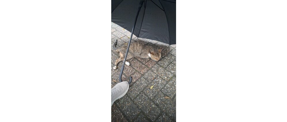 Geld inzamelen | Help deze poes | Doneeractie