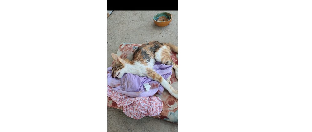 Geld inzamelen | Honden en katten in Tunesie | Doneeractie