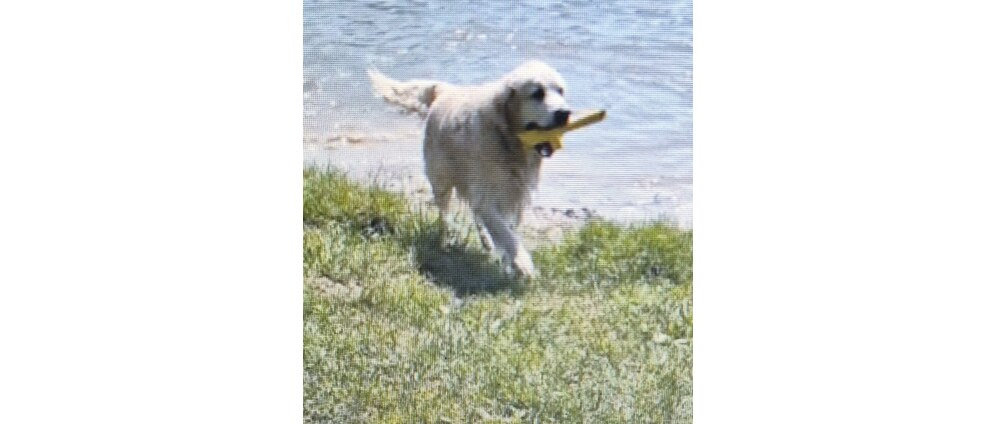 Geld inzamelen | dringende operatie kruisband van onze golden retriever James | Doneeractie