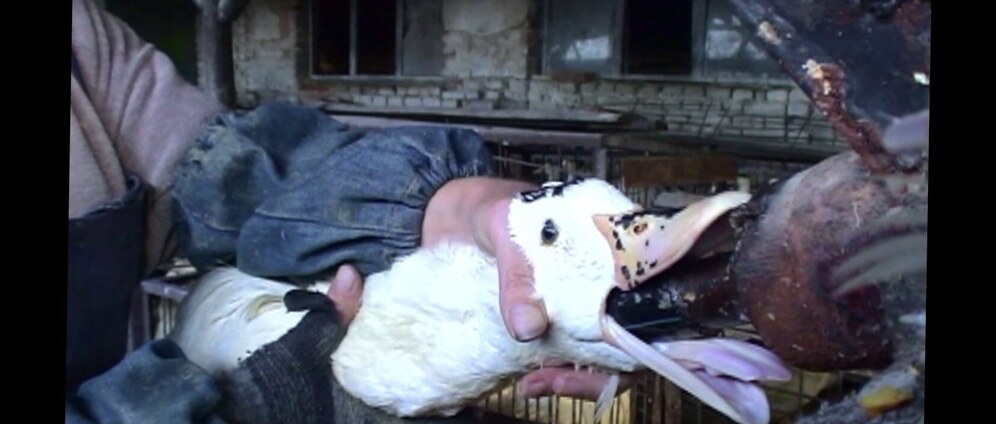 Geld inzamelen | STOP FOIE GRAS active for justice | Doneeractie