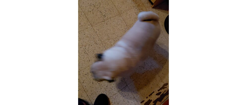 Geld inzamelen | Biutie hondje in nood | Doneeractie