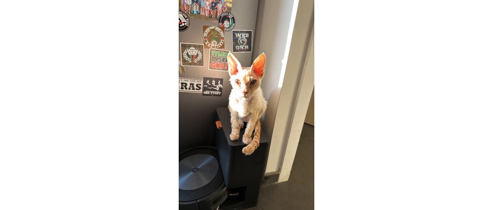 Geld inzamelen | Help ons onze zieke kat te redden. Elke bijdrage helpt ons zijn behandeling, medicatie en dierenartskosten te betalen. ️ | Doneeractie