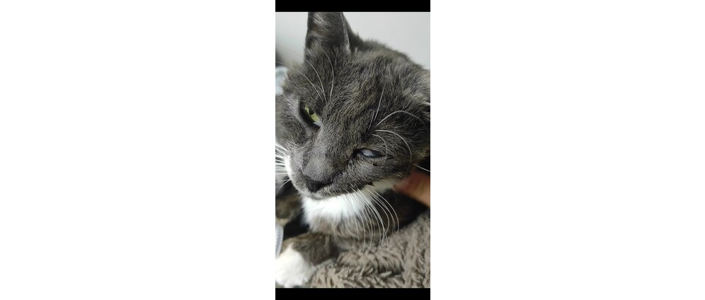 Geld inzamelen | SaveMyCat | Doneeractie