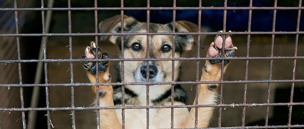 Geld inzamelen | Dierenasiel in Los Infiernos spanje | Doneeractie