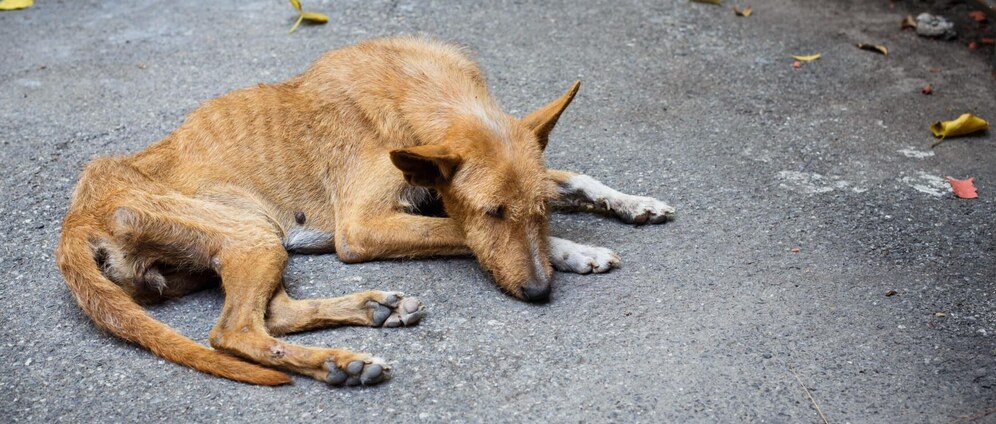 Geld inzamelen | Straathonden in spanje en dierenasiel in Los Infiernos spanje | Doneeractie