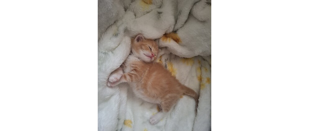 Geld inzamelen | Help ons deze kitten in leven houden! | Doneeractie