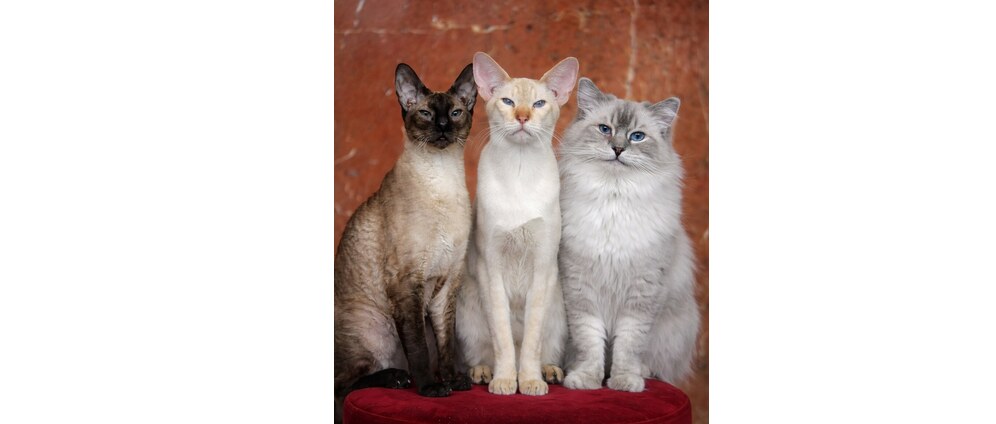 Geld inzamelen | Help Mochi Momo en Anubis van het kattencafe De Katmosfeer | Doneeractie