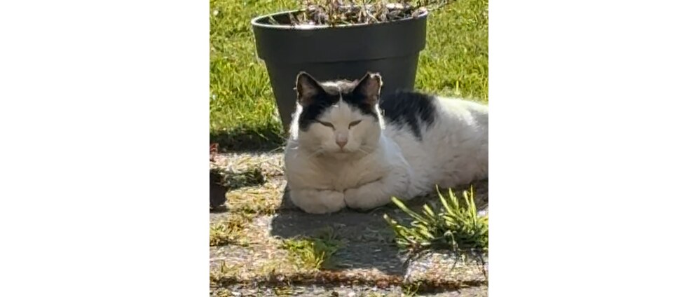 Geld inzamelen | Hulp gevraagd gebit reiniging en extracties bij mijn lieve tuin kat | Doneeractie