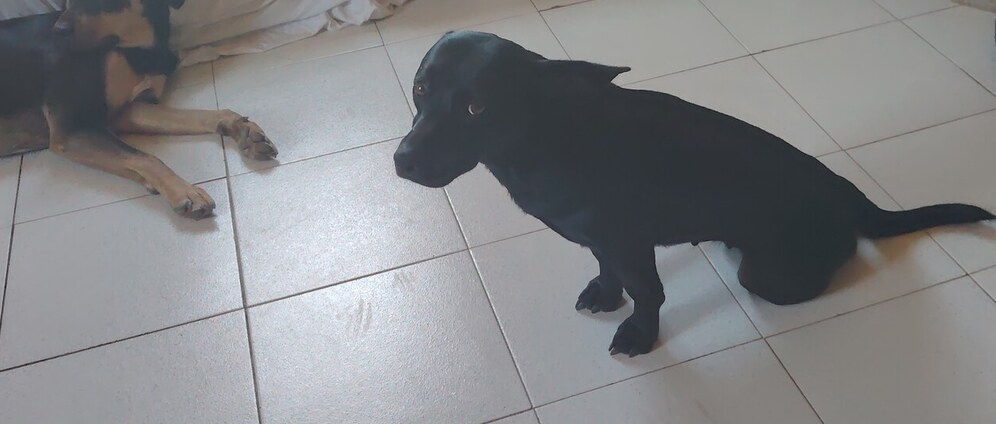 Geld inzamelen | Hulp voor operatie hond | Doneeractie