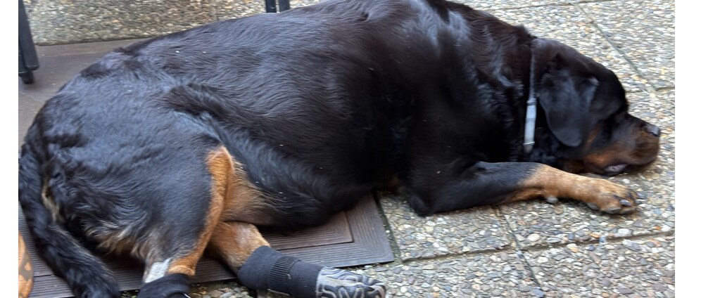 Geld inzamelen | Help Bailey mijn allerbeste maatje aan de zorg die ze nodig heeft ️ | Doneeractie