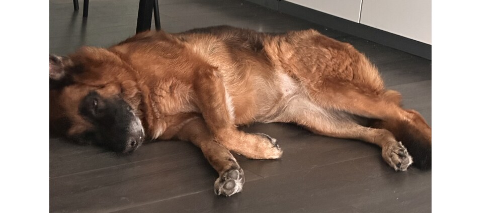 Geld inzamelen | Help Jade | Doneeractie