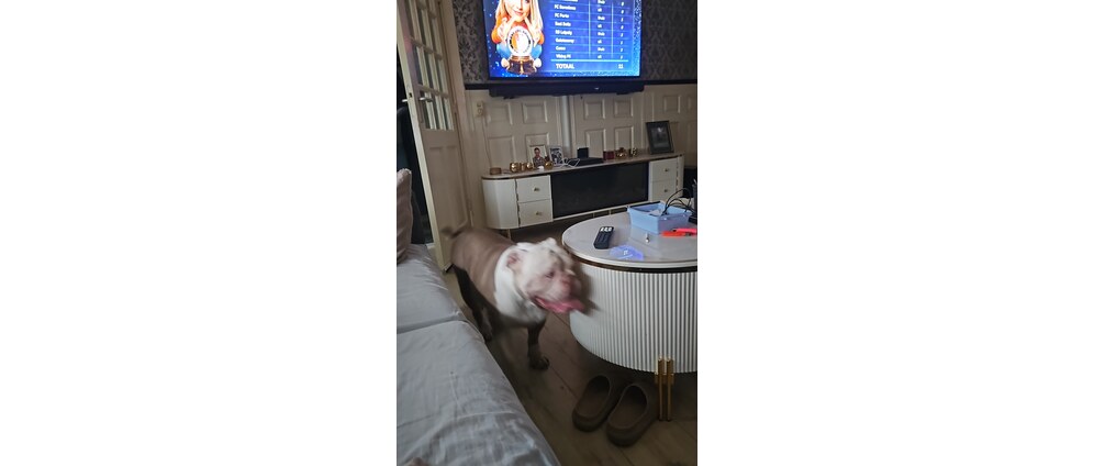 Geld inzamelen | Operatie hond | Doneeractie