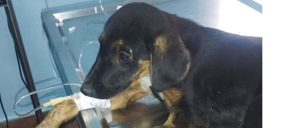Geld inzamelen | Deze hond heeft dringend 3 operaties nodig | Doneeractie