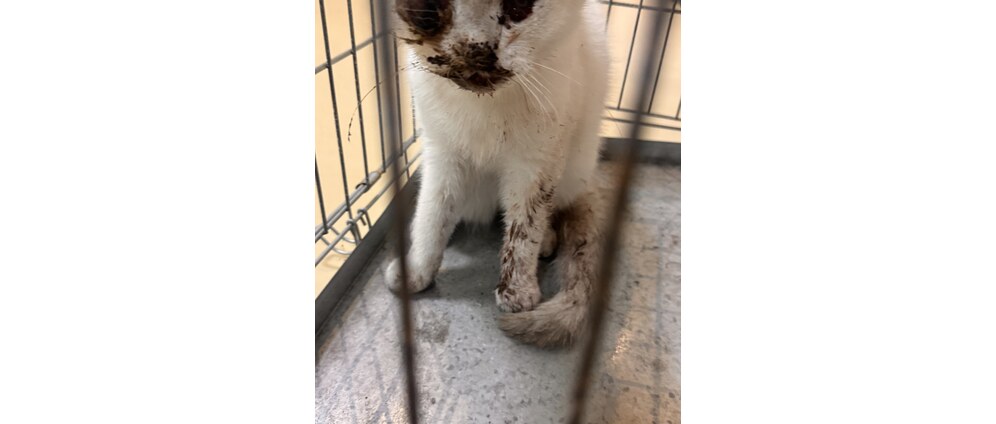 Geld inzamelen | Help onze kat kaak gebroken en oog moet eruit AniCura Hoogvliet | Doneeractie