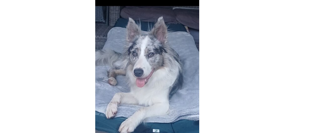 Geld inzamelen | Beetje hulp voor onze bijzondere hond | Doneeractie