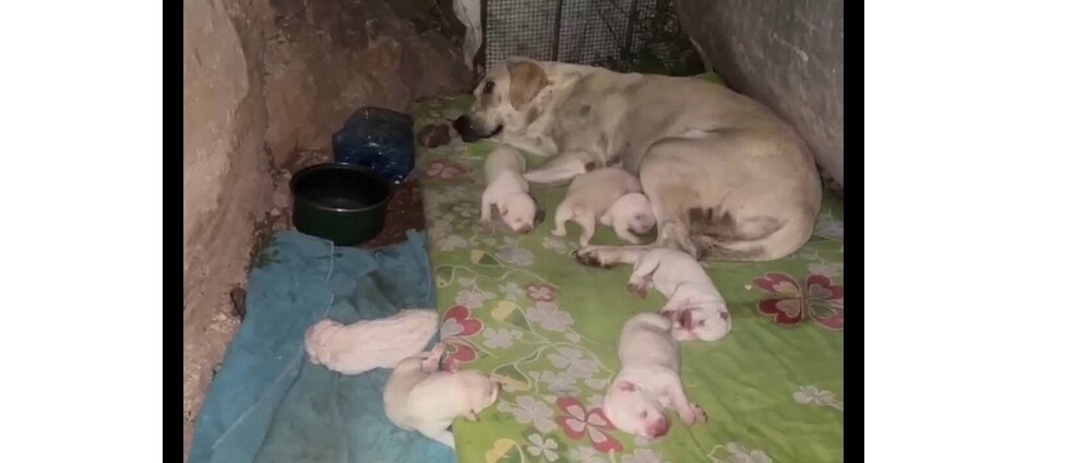 Geld inzamelen | Thelma haar baby s | Doneeractie