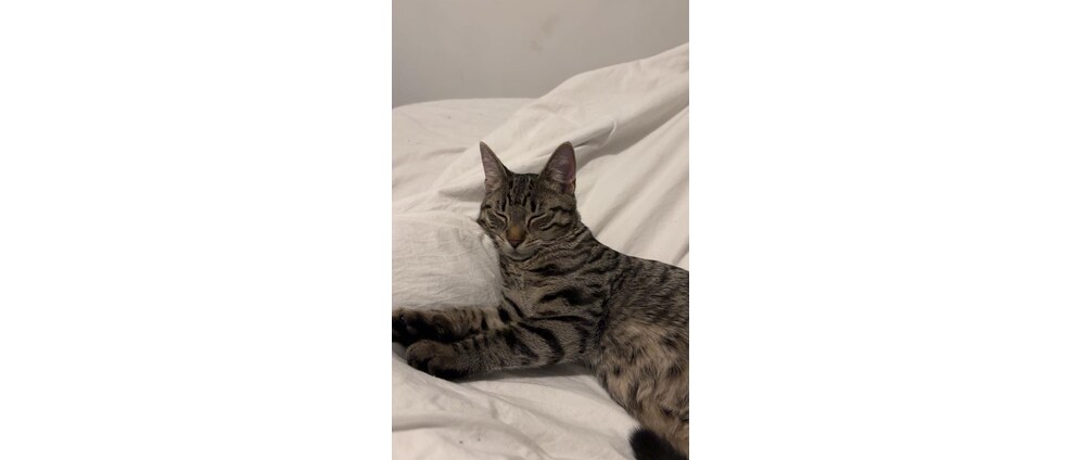 Geld inzamelen | Help ons onze Kitten Tira te redden | Doneeractie