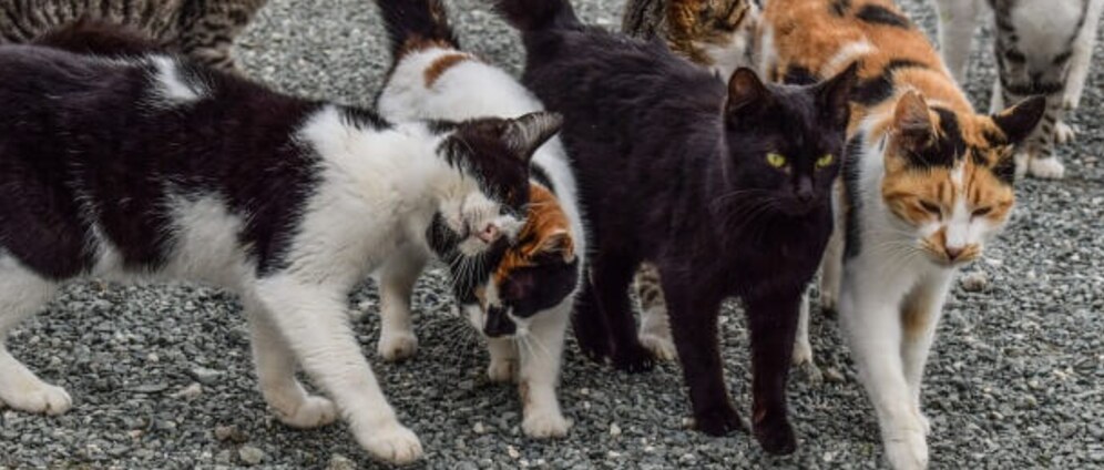 Geld inzamelen | Zeg NEE tegen zwerfkatten! | Doneeractie