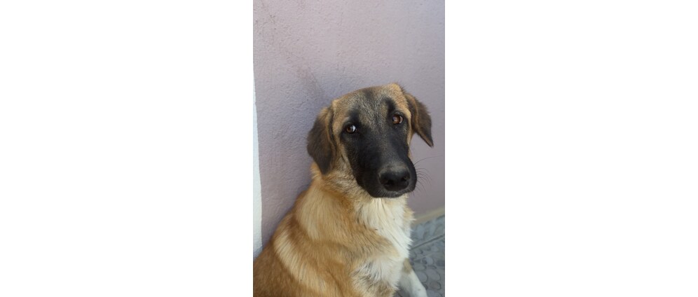 Geld inzamelen | Help honden uit de dodenkamp in Turkije | Doneeractie