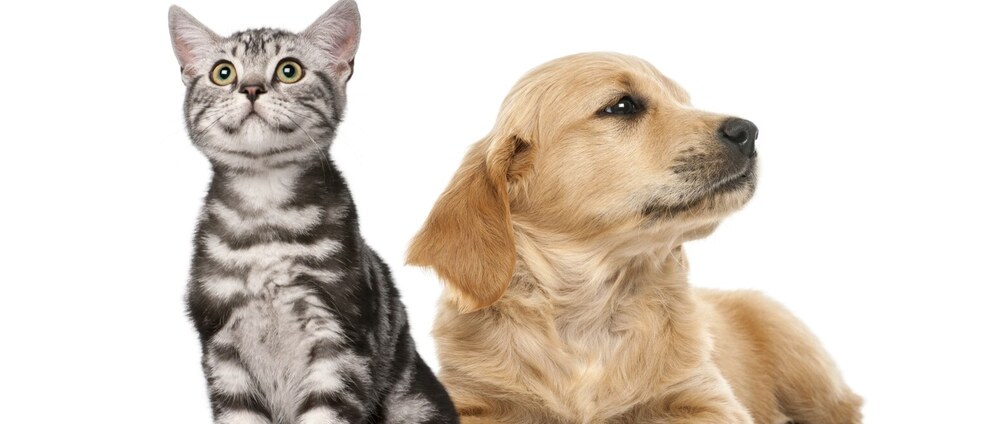 Geld inzamelen | Honden en katten opvang | Doneeractie