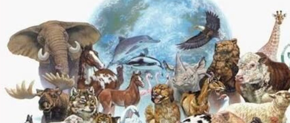 Geld inzamelen | Dieren leed | Doneeractie
