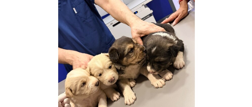 Geld inzamelen | Laat de honden in Turkije niet in steek | Doneeractie