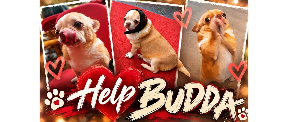 Geld inzamelen | ️Help Budda ️ | Doneeractie