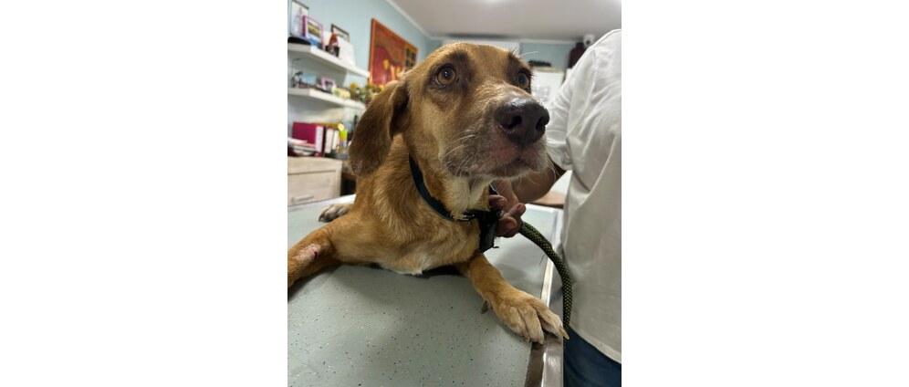 Geld inzamelen | Iedere hond verdient een gelukkig leven | Doneeractie