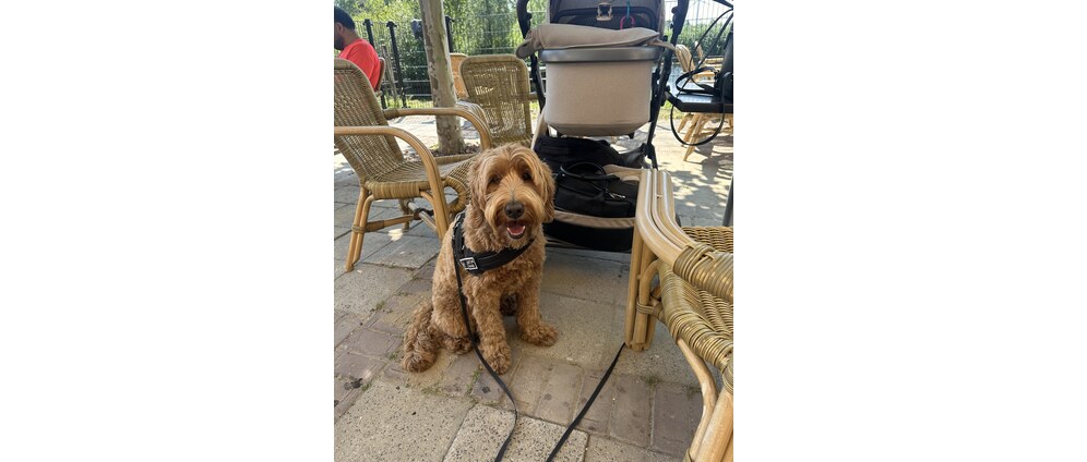Geld inzamelen | Medische kosten voor onze lieve hond Sam | Doneeractie