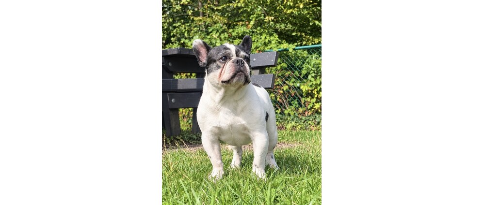 Geld inzamelen | Tayson de bulldog | Doneeractie