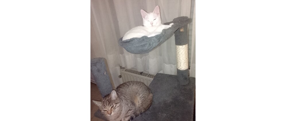 Geld inzamelen | Operationele poot kat tali | Doneeractie